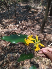 Adenocalymma inundatum