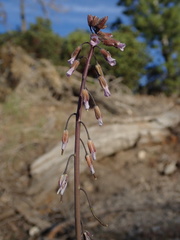 Arabis eschscholtziana