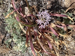 Allium anceps