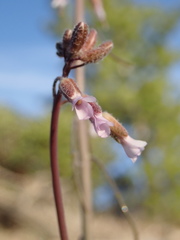 Arabis eschscholtziana