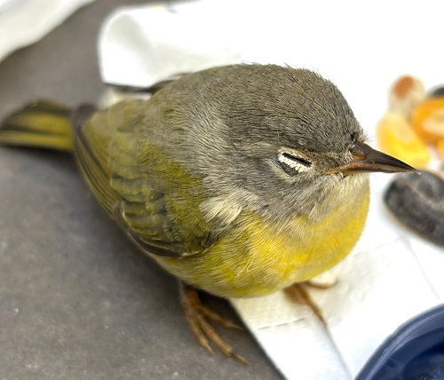 Nashville Warbler