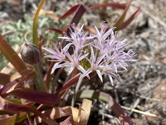 Allium anceps