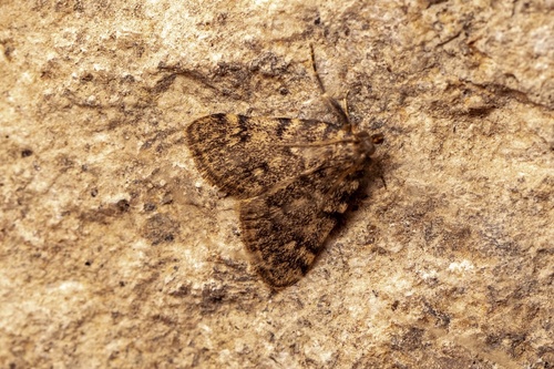 Aglossa pinguinalis