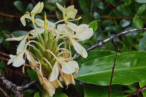 Hedychium coronarium observed 2026-09-21