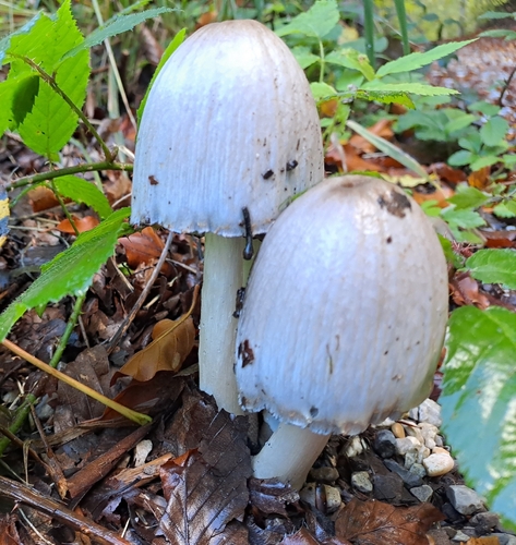 Common Ink Cap