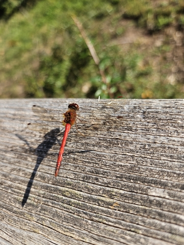 Autumn Meadowhawk