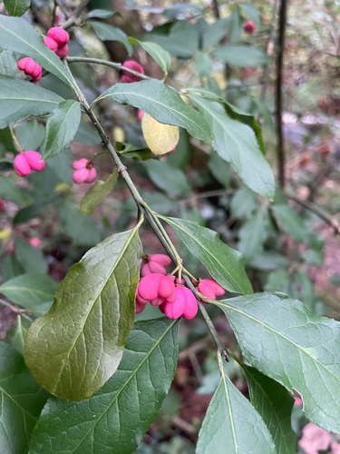 Spindle