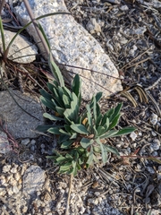 Arabis eschscholtziana