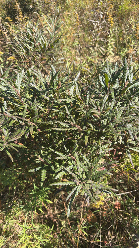 sweetfern