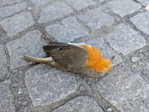 European Robin