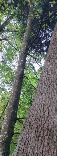 European beech