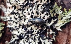 Pterostichus oblongopunctatus