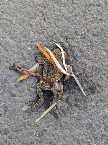 Green Toad