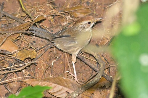 Pellorneum ruficeps observed 2026-10-07