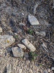 Arabis eschscholtziana
