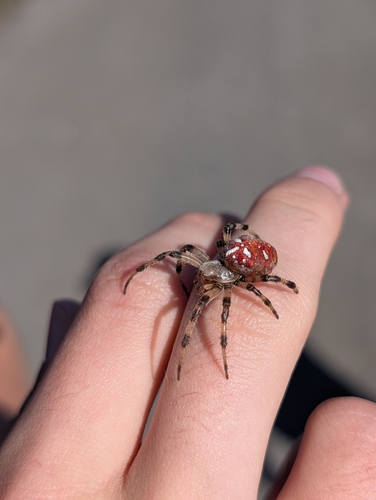 Four-spot Orbweaver
