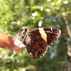 Thorybes pseudocellus