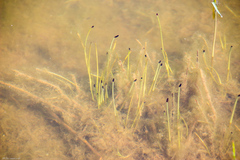 Eleocharis