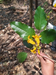 Adenocalymma inundatum