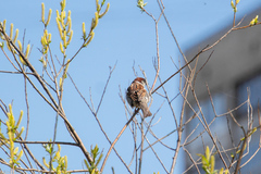 Passer domesticus