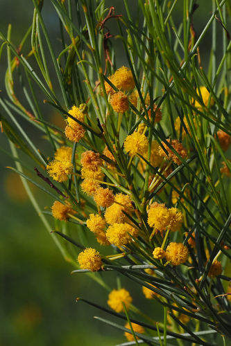Acacia rigens observed 2026-10-07