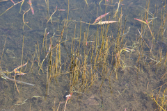 Eleocharis
