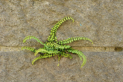 Asplenium trichomanes