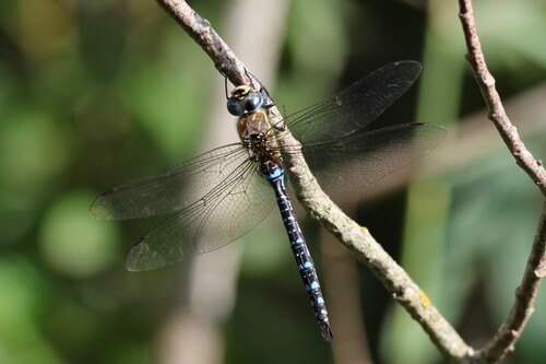 Migrant Hawker