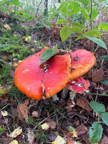 Fly Agaric