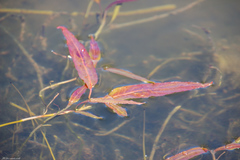 Persicaria amphibia