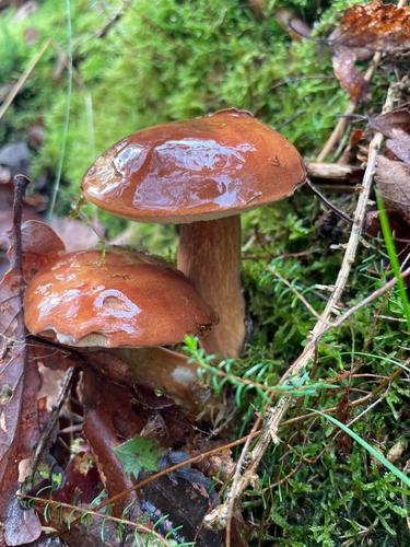 Bay Bolete