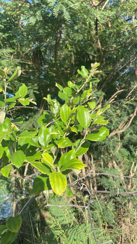 Ziziphus mauritiana observed 2026-10-08