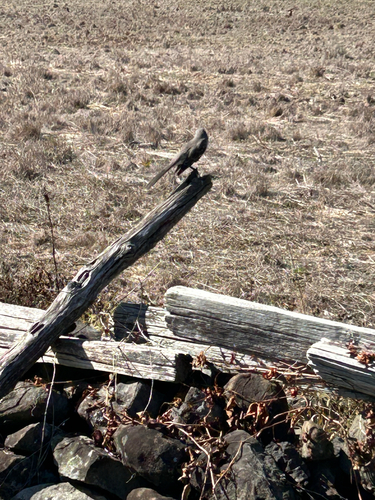 Northern Mockingbird