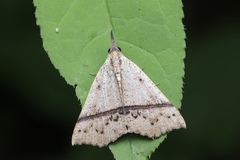 Hypena strigata