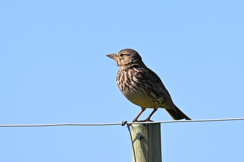 iNaturalist image
