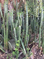 Austrocylindropuntia subulata