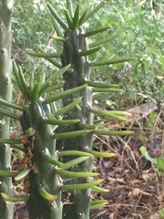 Austrocylindropuntia subulata