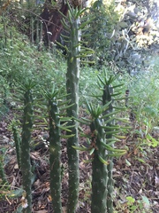 Austrocylindropuntia subulata