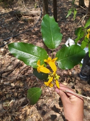 Adenocalymma inundatum