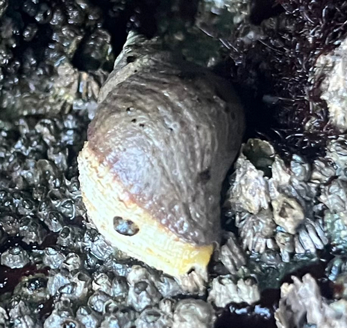Nucella lamellosa observed 2026-10-09