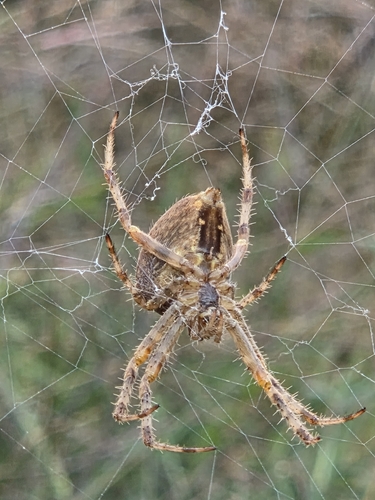 Cross Orbweaver