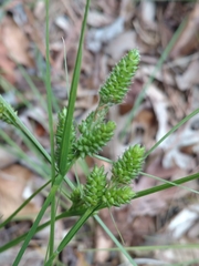 Carex complanata