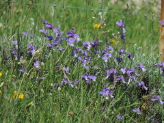 Viola etrusca