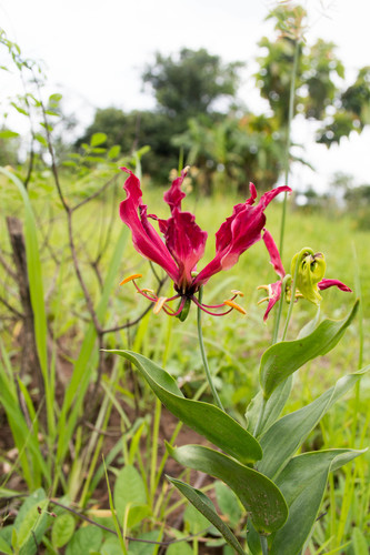 flame lily