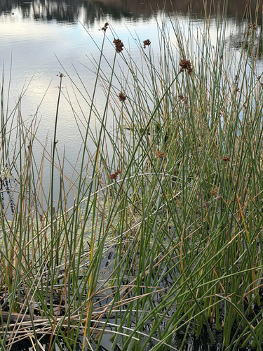 Schoenoplectus californicus observed 2026-10-09