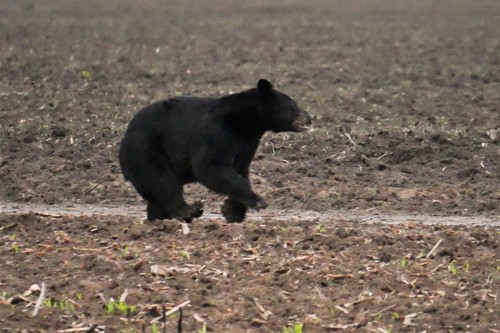 American Black Bear photographed in Louisiana