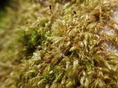 Brachythecium campestre