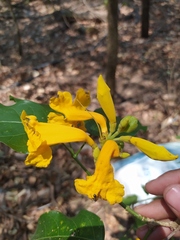 Adenocalymma inundatum