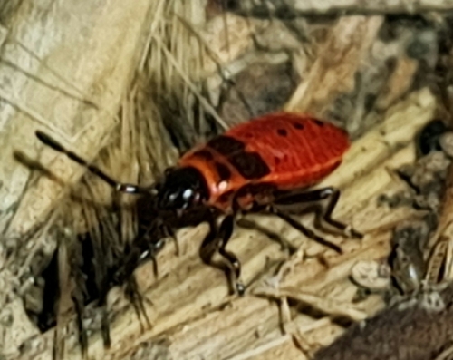 European Firebug
