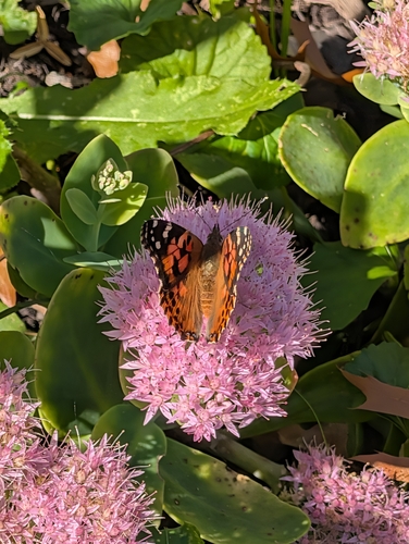 Painted Lady